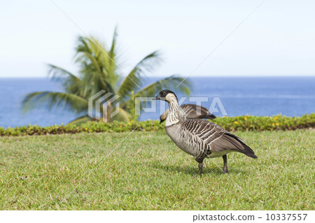 Nene of Princeville, Kauai Nene of Princeville, Kauai 10337557
