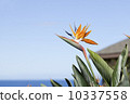 Birds of Paradise on Kauai 10337558