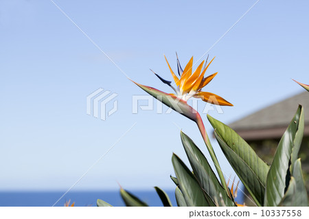 Birds of Paradise on Kauai Birds of Paradise on Kauai 10337558