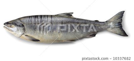 salmon  10337682