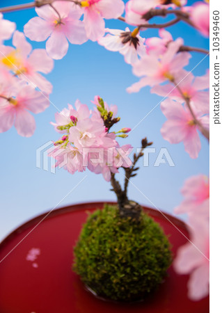 櫻花盆景 櫻花盆景 10349460