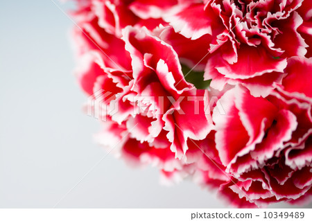 Carnation Carnation 10349489