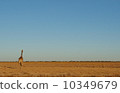 Giraffe standing in the meadow 10349679