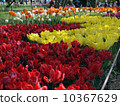 Tulip 10367629