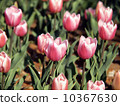 Tulip 10367630
