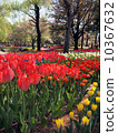 Tulip 10367632