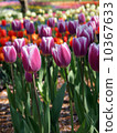 Tulip 10367633