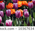 Tulip 10367634