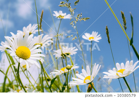 daisy flower field 10380579