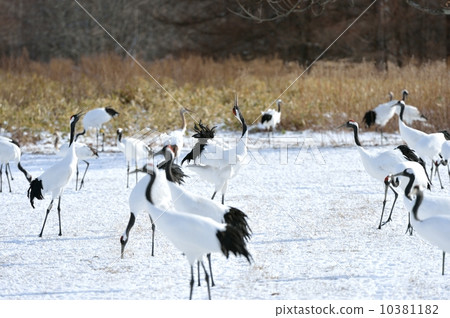 Dandoral cranes Dandoral cranes 10381182