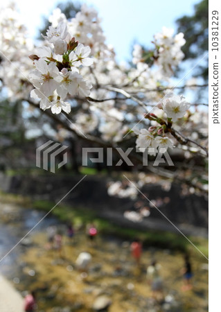 櫻花和河流玩 10381229