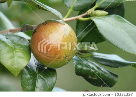 Camellia seeds 10381327