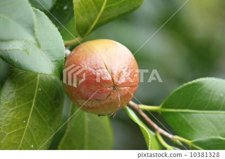 Inflated camellia nuts 10381328