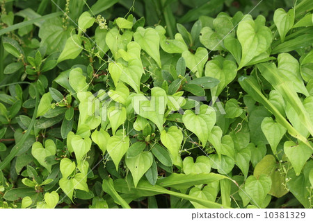 Leaves of mountain potatoes Leaves of mountain potatoes 10381329