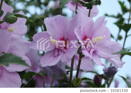 Rose of Sharon flower 10381330