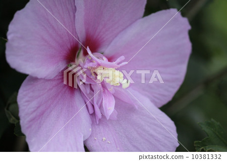 Center of swelling flowers 10381332