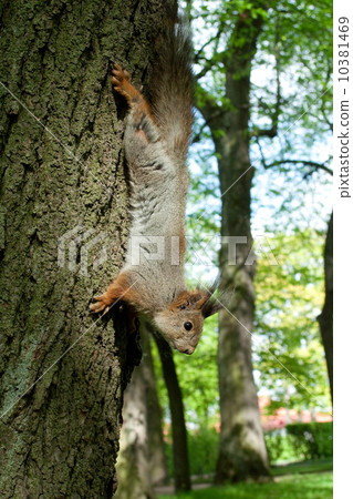 squirrel coming down from the tree squirrel coming down from the tree 10381469