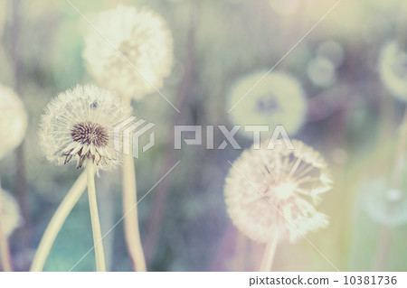 close up of Dandelion with abstract color 10381736