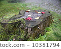 樹墩 10381794