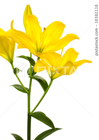 Beautiful yellow lily 10382118