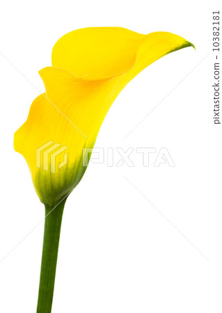 yellow flower 10382181