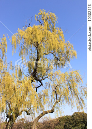 Yanagi Tree near Emperor's Sakai City Nintoku 10382328