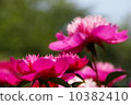 Peony root 10382410