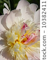Peony root 10382411