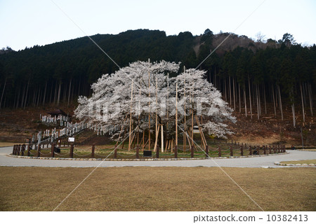 Light cherry tree 10382413