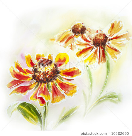 Painted watercolor card with helenium flowers 10382690