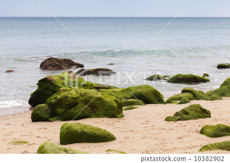 Atlantic ocean coast with green stones in algae. Tangier, Morocc 10382902