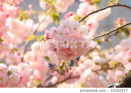 Cherry blossoms 10382917