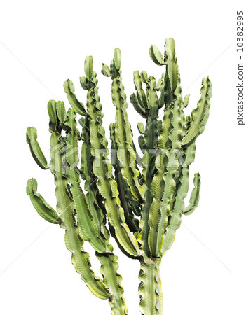 Euphorbia trigona. Tall African cactus bush isolated on white 10382995