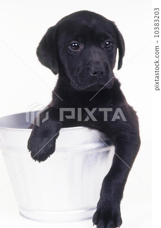 Labrador retriever puppy 10383203
