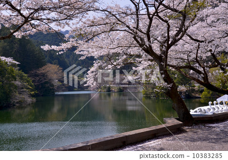 Cherry blossom trees in Kamakoko 10383285