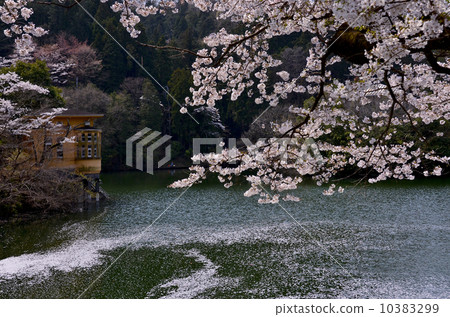 Cherry blossoms at Kamikita Lake 10383299