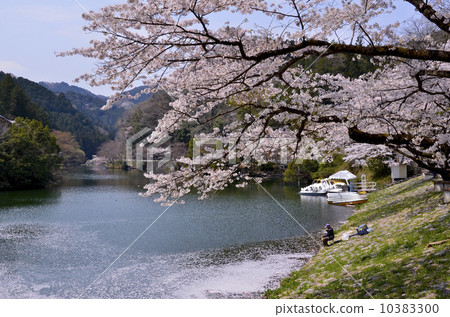 Kamikita湖的櫻花 Kamikita湖的櫻花 10383300