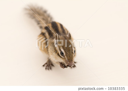 Chipmunks eating sunflower seeds Chipmunks eating sunflower seeds 10383335