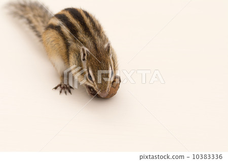 Chipmunks eating the onigurumi Chipmunks eating the onigurumi 10383336