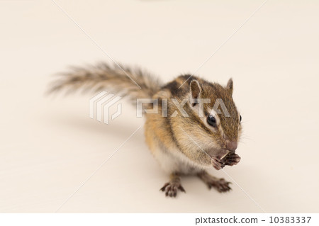 Chipmunks eating sunflower seeds Chipmunks eating sunflower seeds 10383337