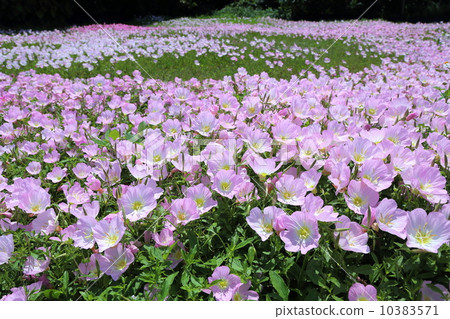 Evening primrose Evening primrose 10383571