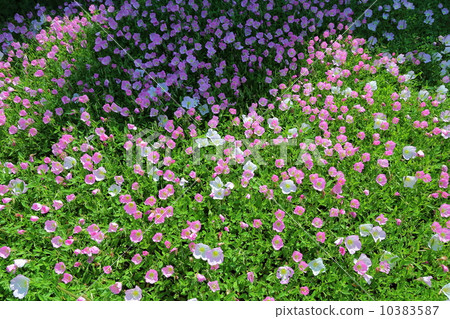 Evening primrose Evening primrose 10383587