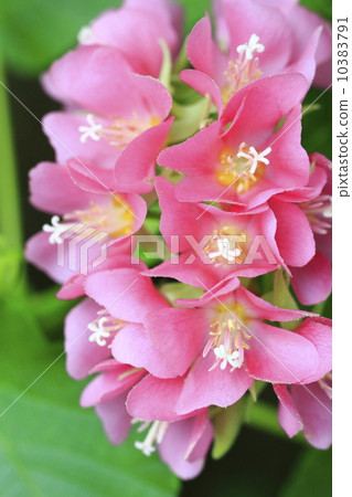 Dongbeiya Burgessiae 10383791