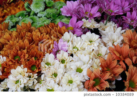 flowers garden 10384089