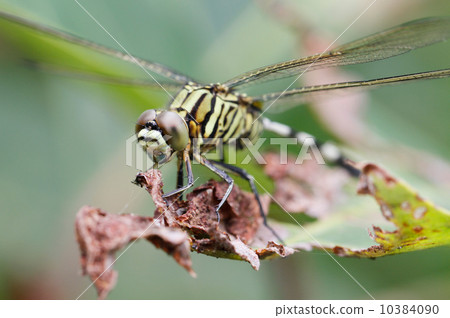 Dragonfly on green plant 10384090