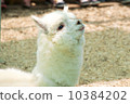 Alpaca 10384202