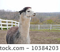 Alpaca 10384203