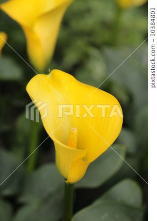 Color (Yellow) 10384801