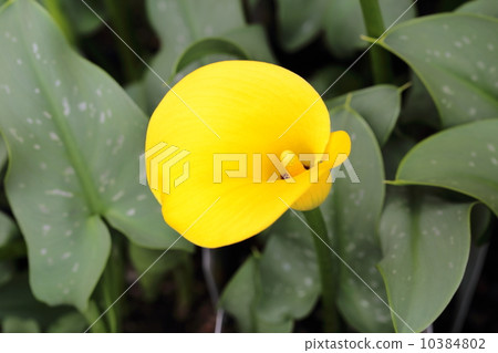 Color (Yellow) 10384802