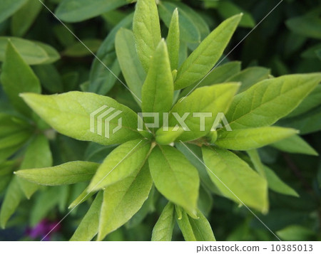 Midori Shuriken Midori Shuriken 10385013